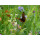 Blumenwiese "Schmetterlinge" 7m²